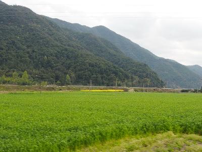 沿途油菜花